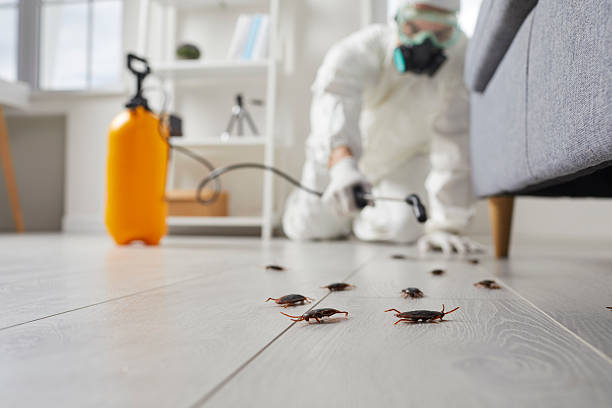 Post-Treatment Bed Bug Interceptor Monitoring in Camden